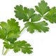 Veritable - Organic Flat Parsley Lingot - 7351102